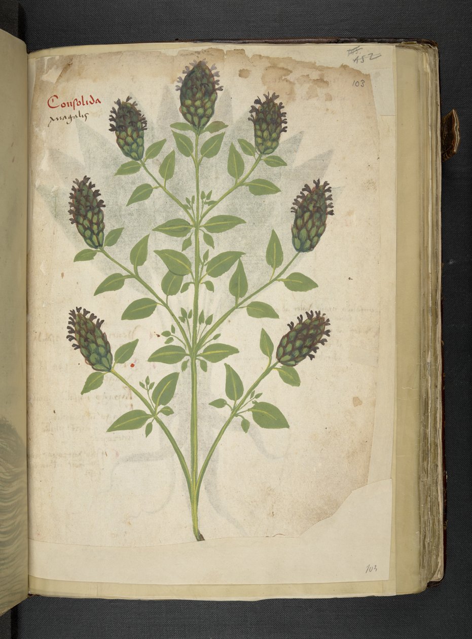 Legg til MS 41623 f.103r Consolida, fra 'A herbal', Belluno (blekk og farge på vellum) av Italian School