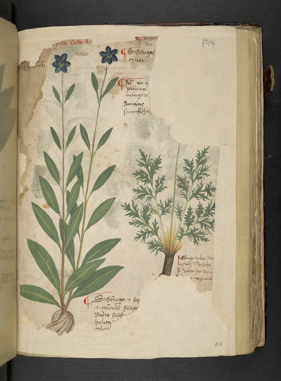 Legg til MS 41623 f.104r Sassifraga, fra 