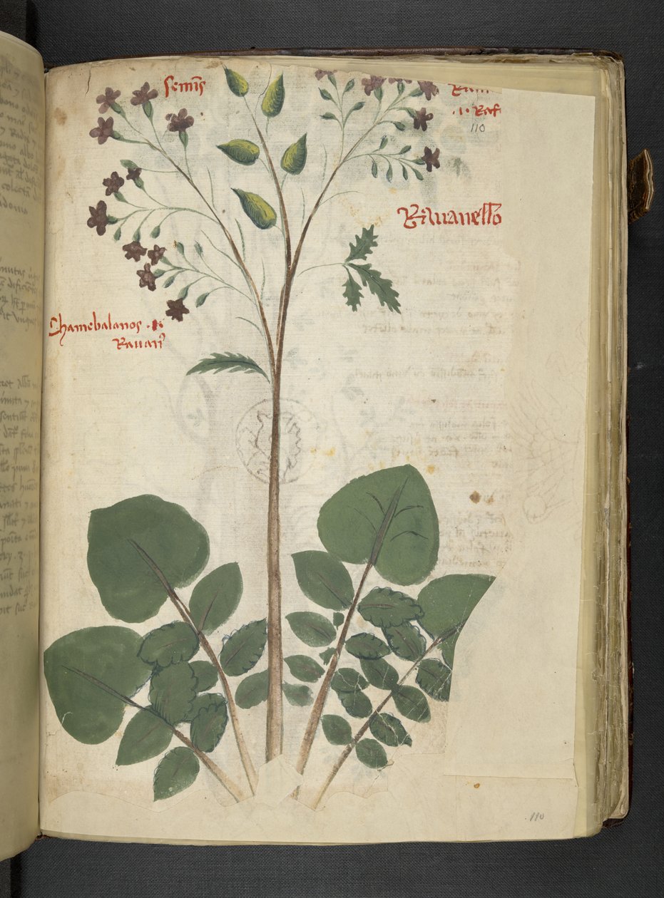 Legg til MS 41623 f.110r 