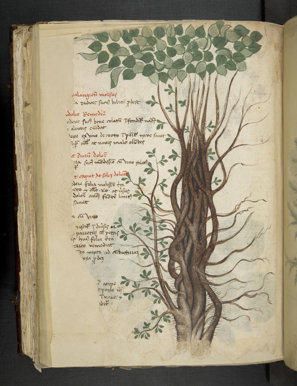 Legg til MS 41623 f.110v Mangrove-tre, fra en 