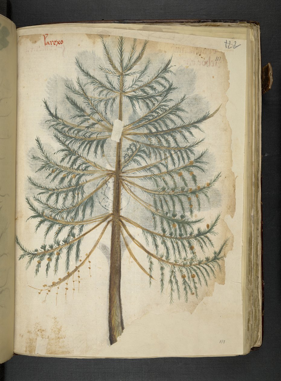 Legg til MS 41623 f.111r 