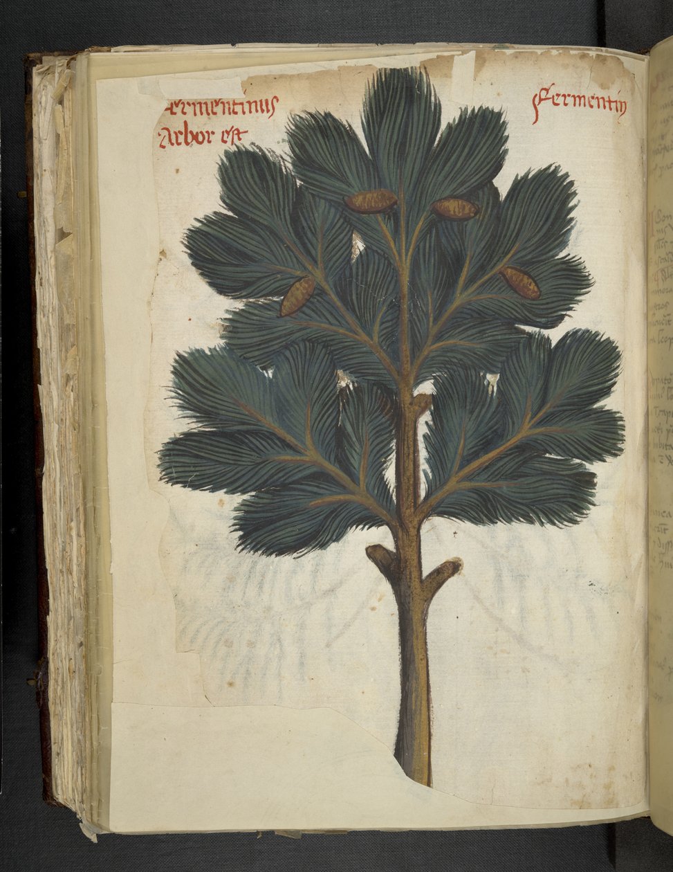 Legg til MS 41623 f.111v Pine, fra en 