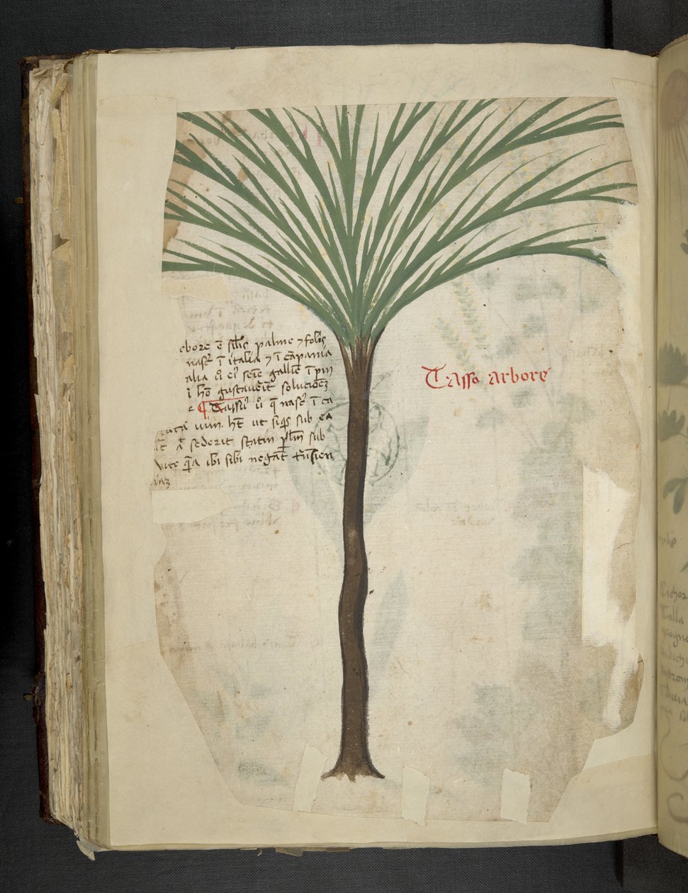 Legg til MS 41623 f.113v Tarro Arboro, fra 