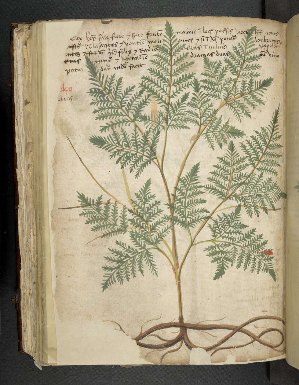 Legg til MS 41623 f.114v 