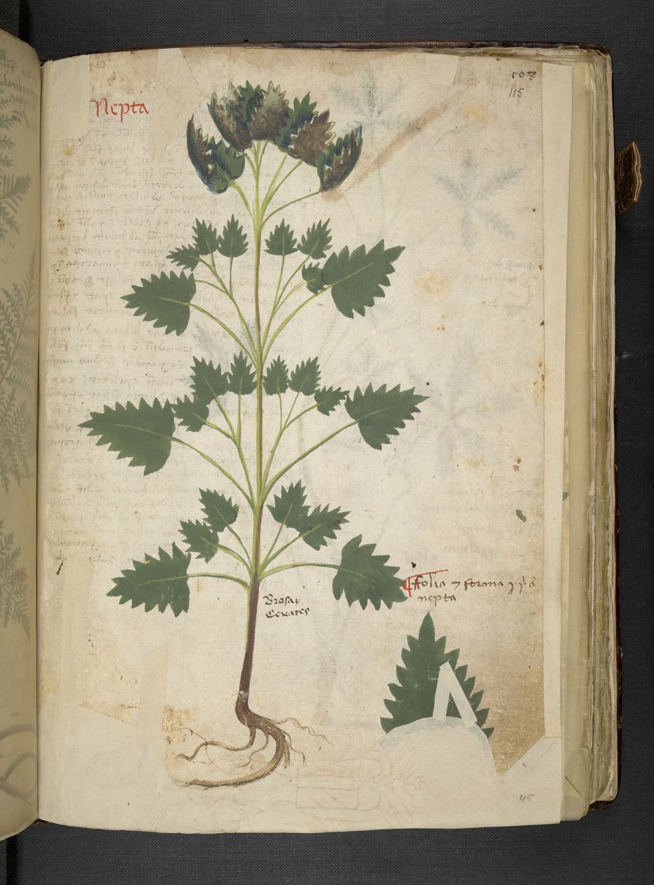 Legg til MS 41623 f.115r Nepta, fra 