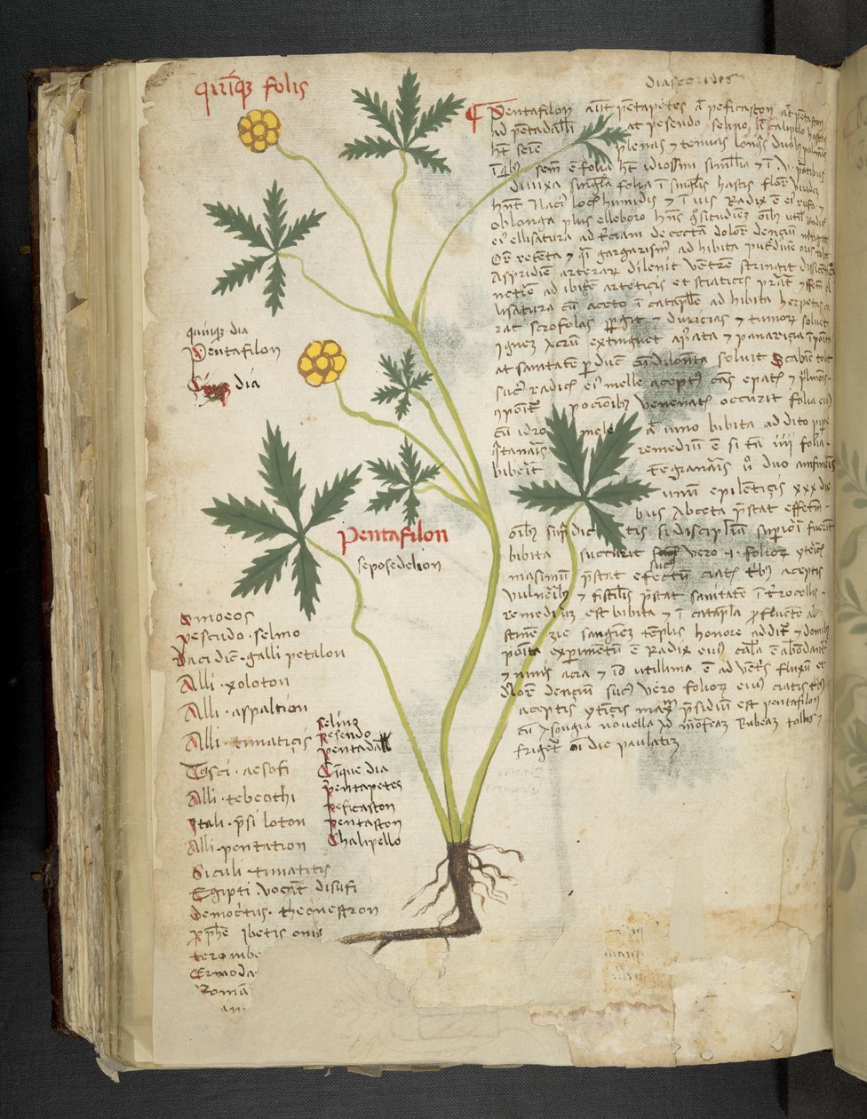Legg til MS 41623 f.115v Pentafilon (eller 'Potentilla'), fra 'A herbal', Belluno (blekk og farge på vellum) av Italian School