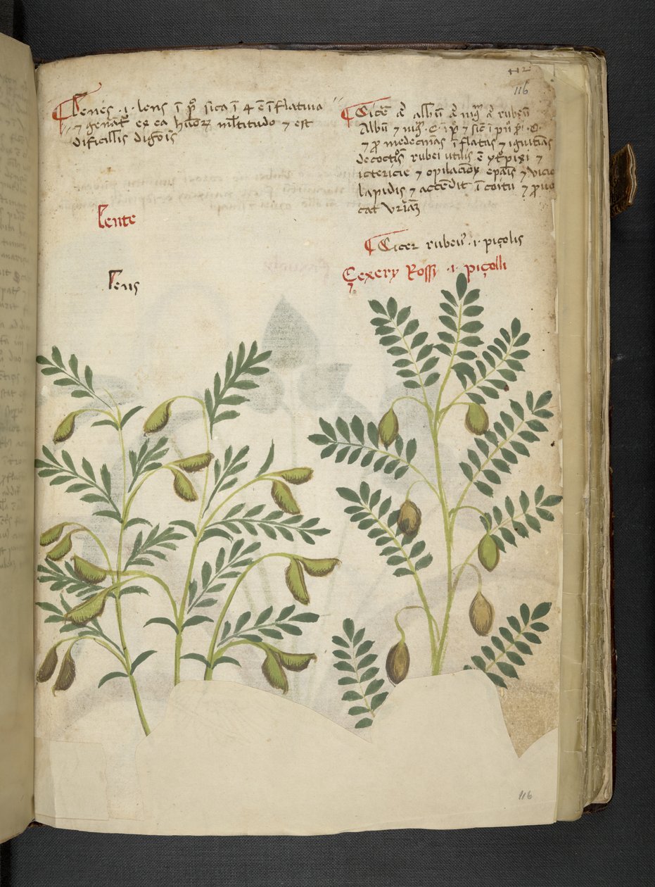 Legg til MS 41623 f.116r 