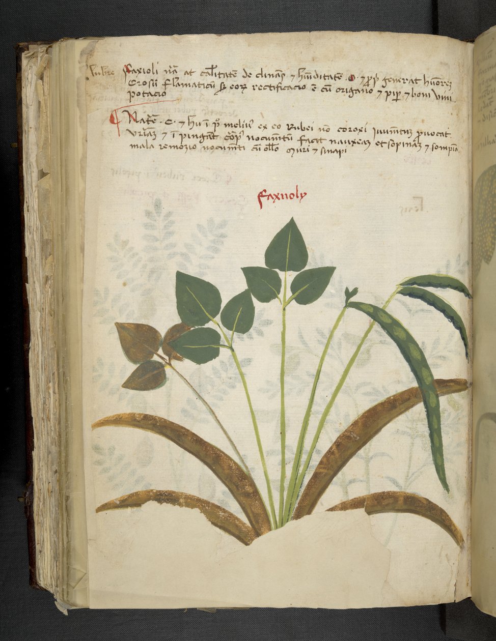 Legg til MS 41623 f.116v 
