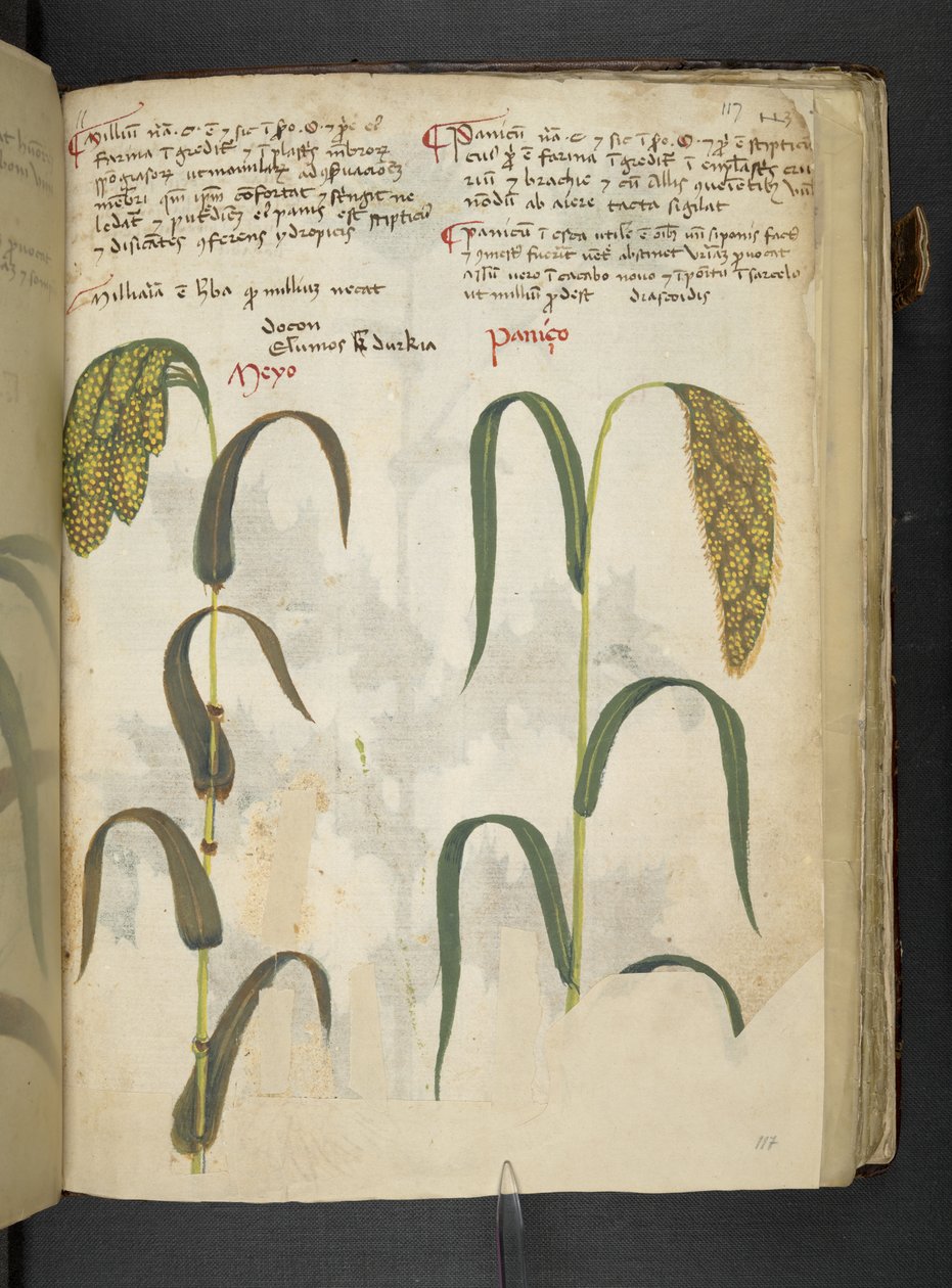 Legg til MS 41623 f.117r 'A herbal', Belluno (blekk og farge på vellum) av Italian School