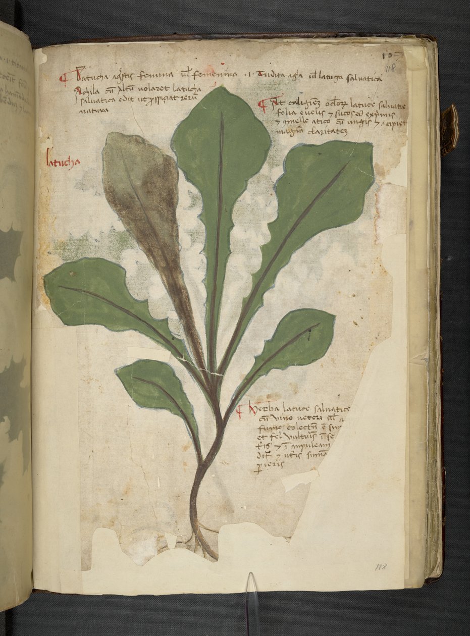 Legg til MS 41623 f.118r 