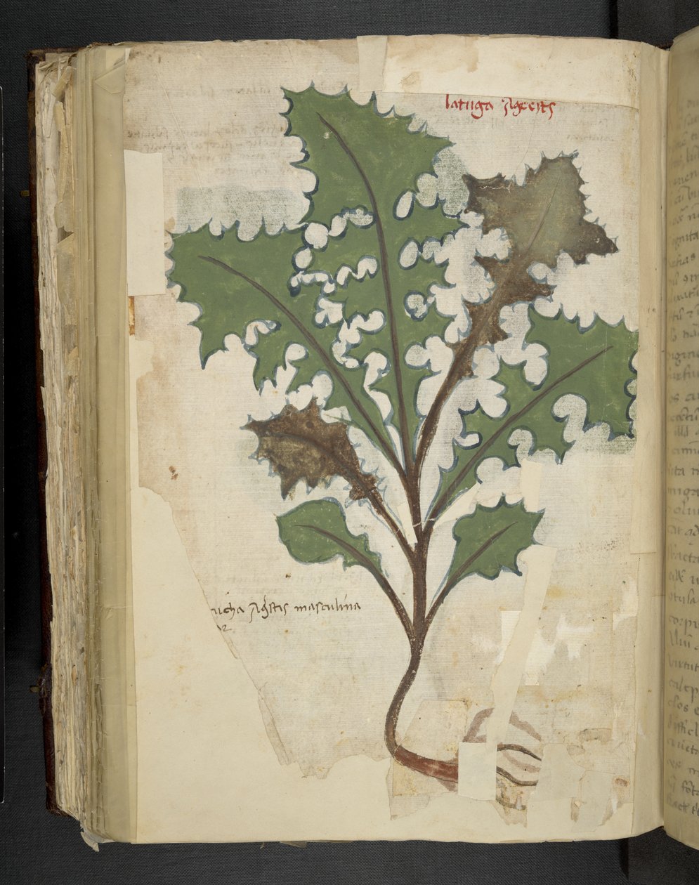 Legg til MS 41623 f.118v Løvetannblad, fra 