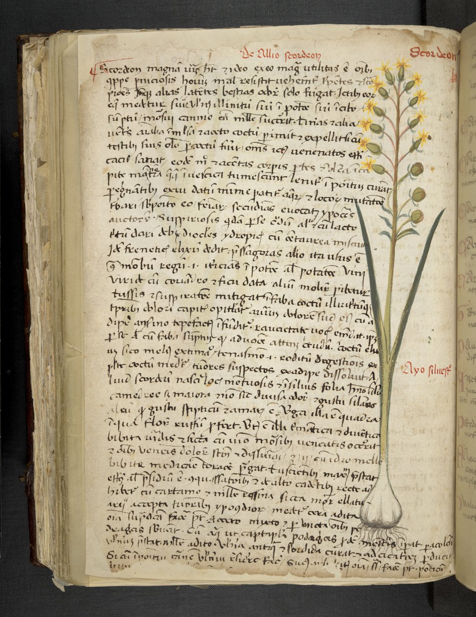 Legg til MS 41623 f.119v 