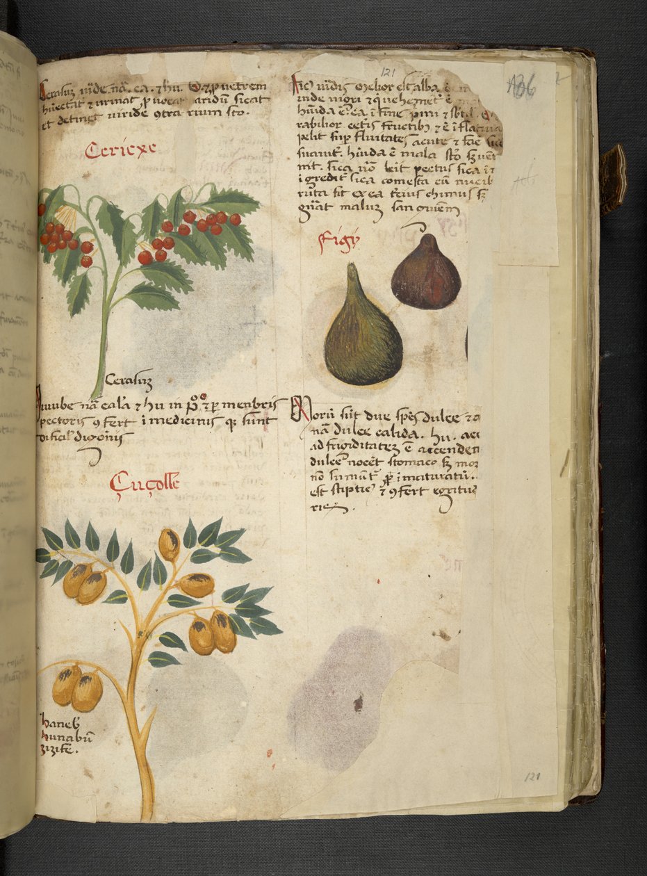 Legg til MS 41623 f.121r Frukttrær og fiken, fra 
