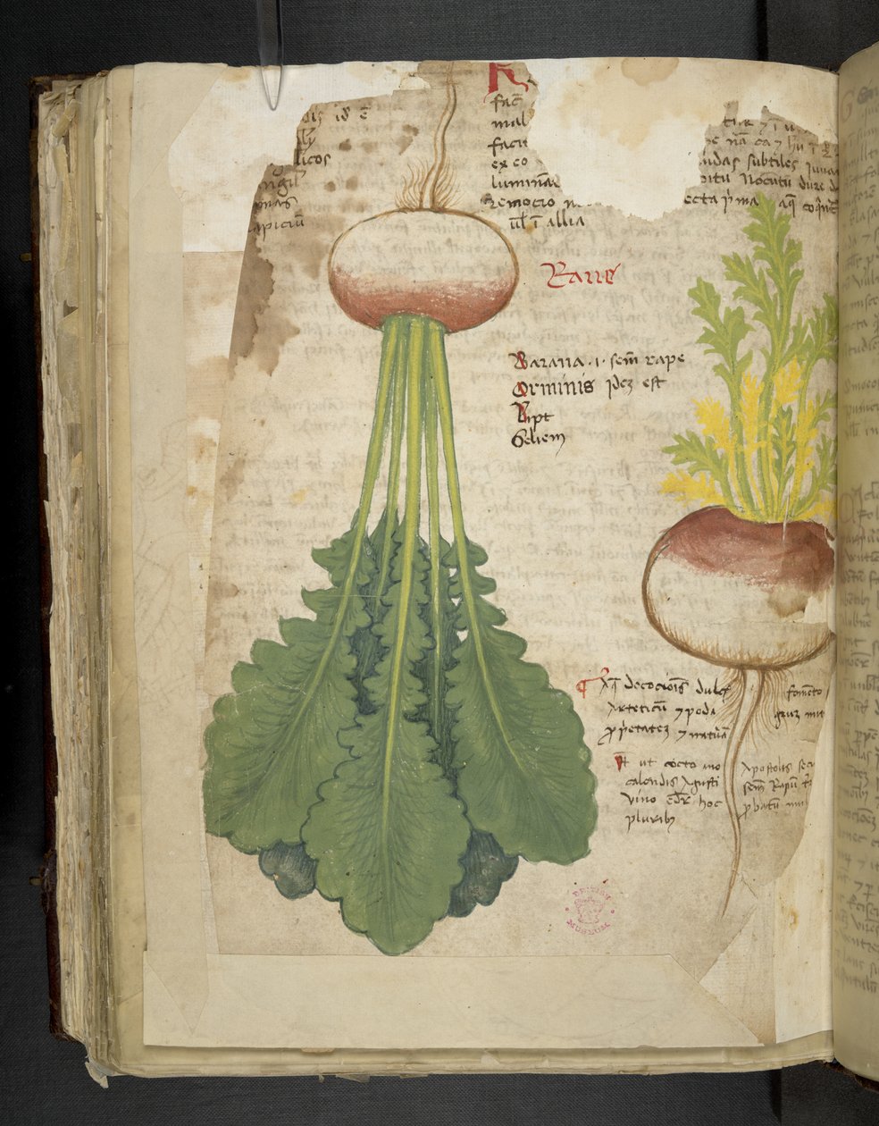 Legg til MS 41623 f.126v 
