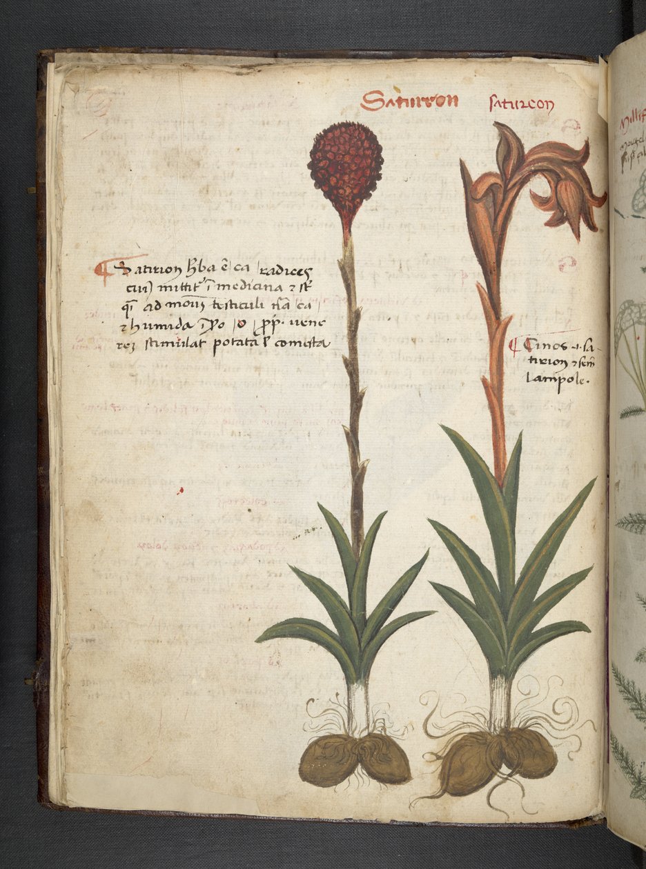 Legg til MS 41623 f.13v A herbal, Belluno (blekk og farge på vellum) av Italian School