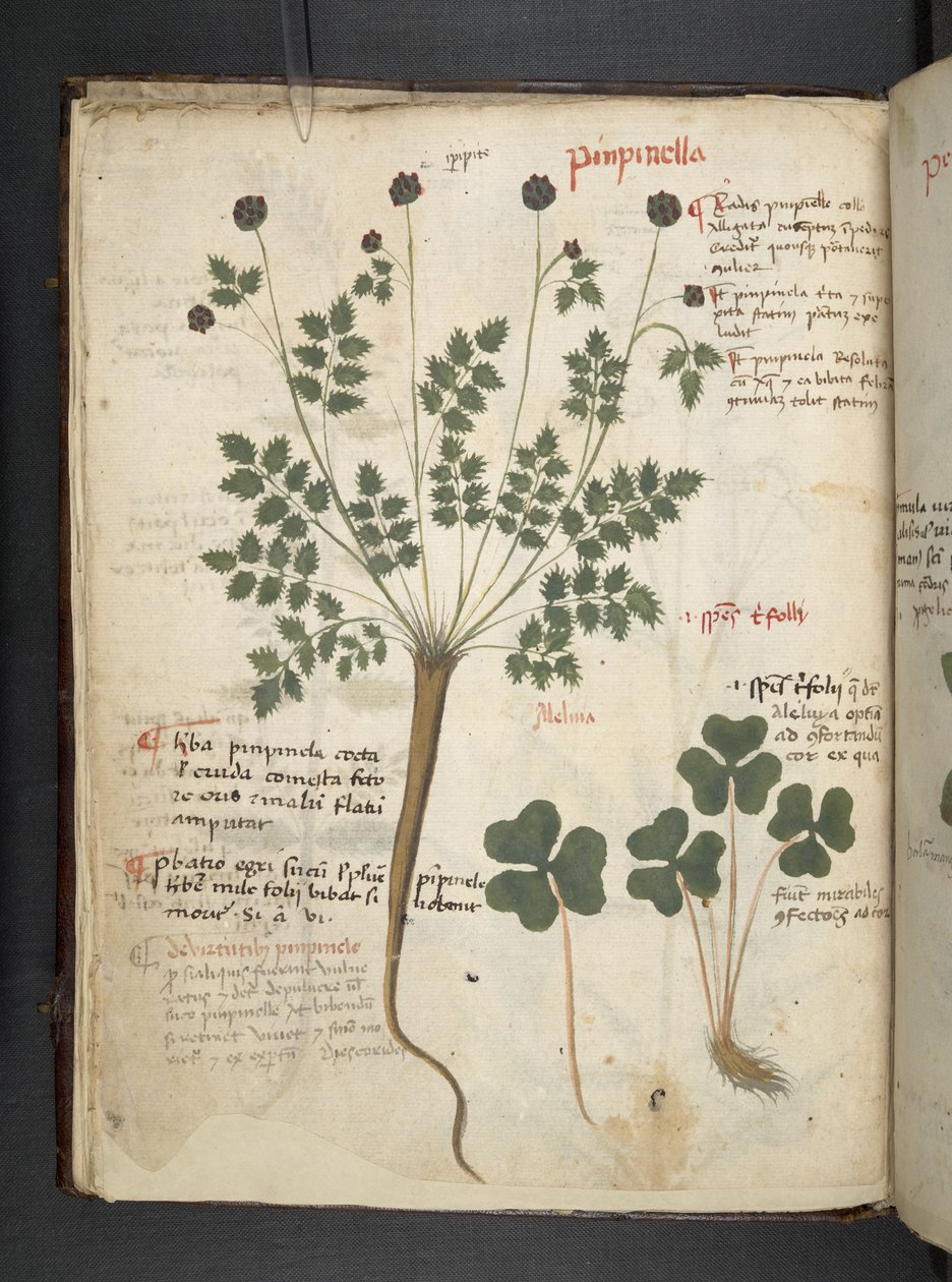 Legg til MS 41623 f.14v A herbal, Belluno (blekk og farge på vellum) av Italian School