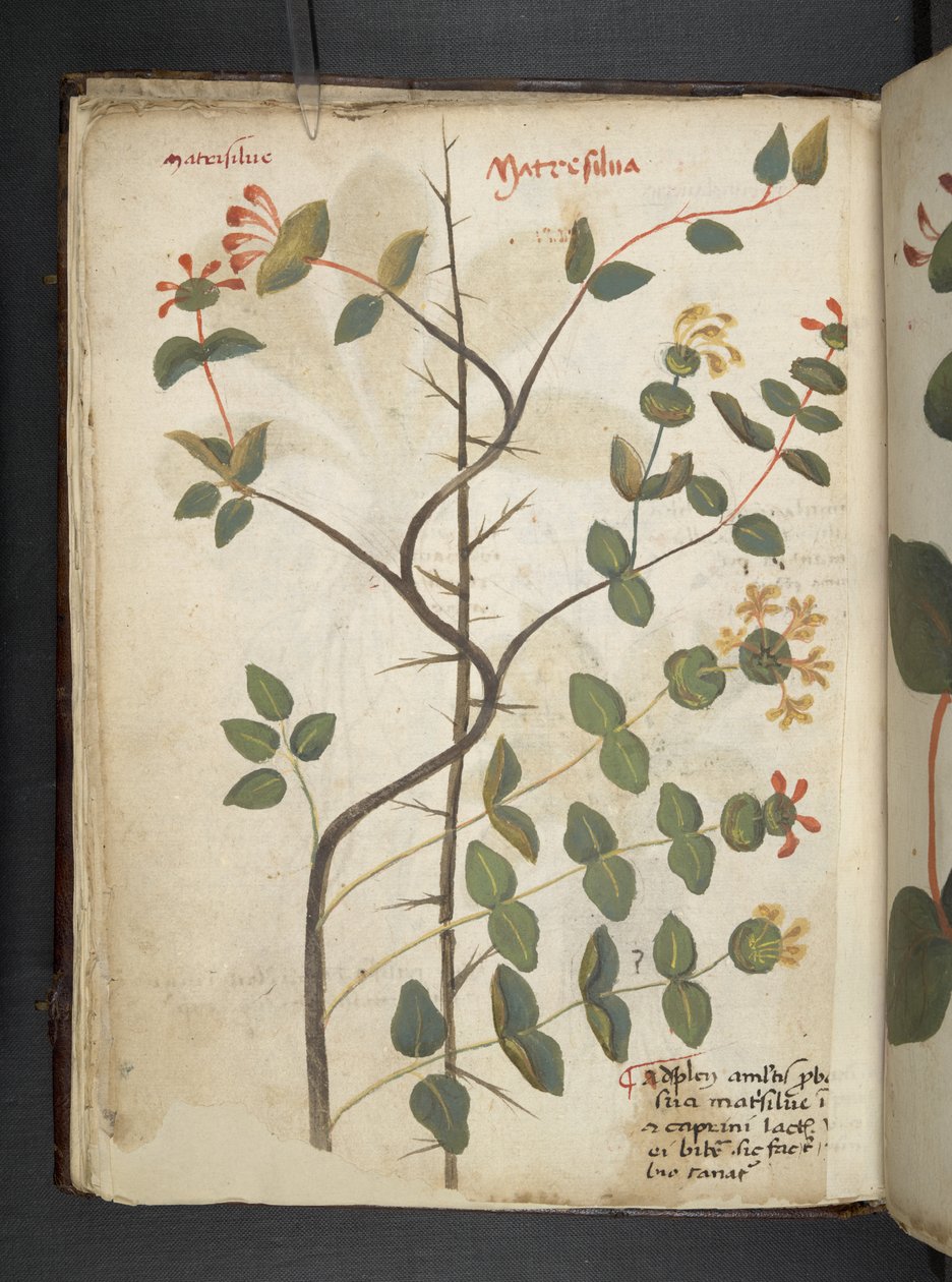 Legg til MS 41623 f.15v A herbal, Belluno (blekk og farge på vellum) av Italian School