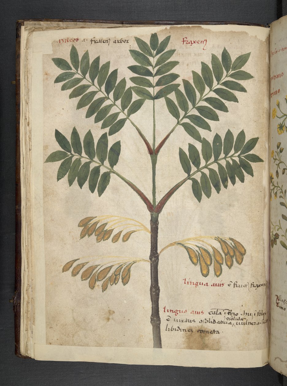 Legg til MS 41623 f.17v A herbal, Belluno (blekk og farge på vellum) av Italian School