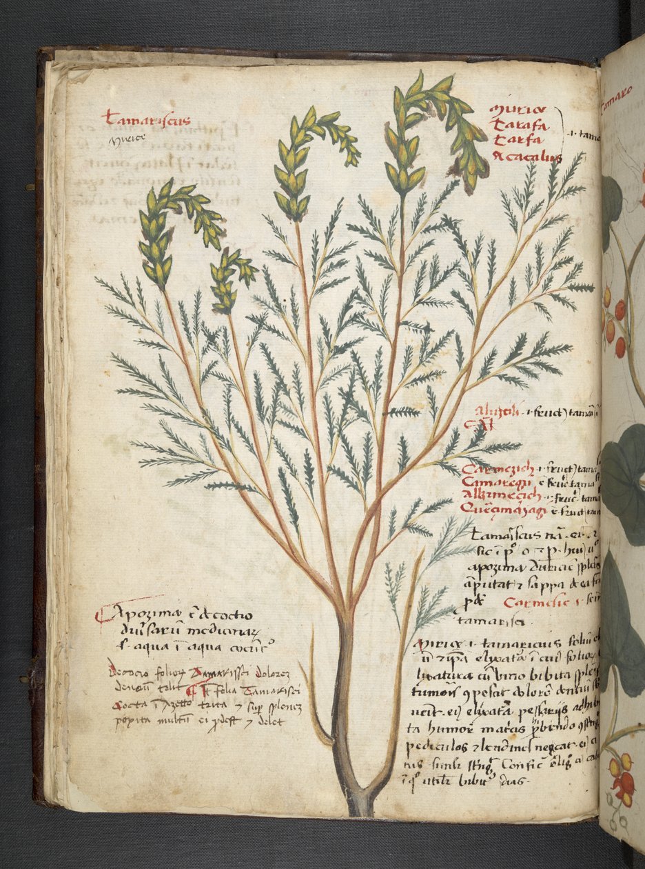 Legg til MS 41623 f.18v A herbal, Belluno (blekk og farge på vellum) av Italian School