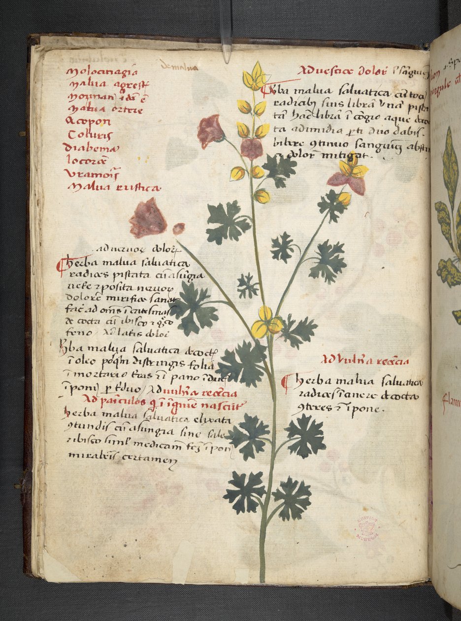 Legg til MS 41623 f.19v A herbal, Belluno (blekk og farge på vellum) av Italian School