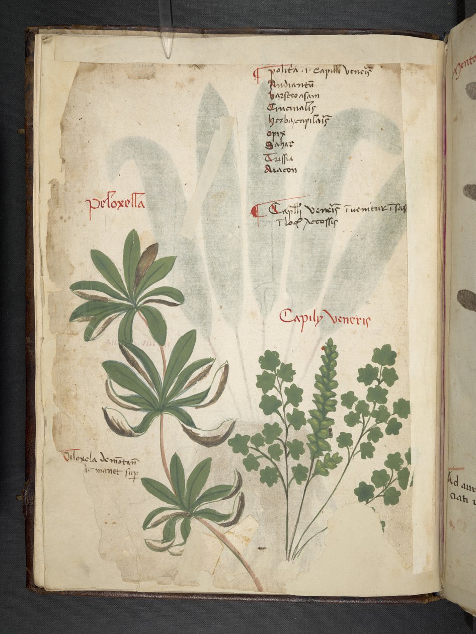 Legg til MS 41623 f.1v A herbal, Belluno (blekk og farge på vellum) av Italian School