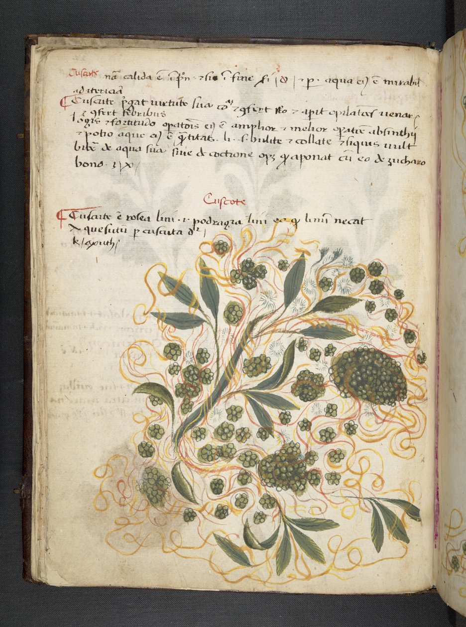 Legg til MS 41623 f.20v A herbal, Belluno (blekk og farge på vellum) av Italian School