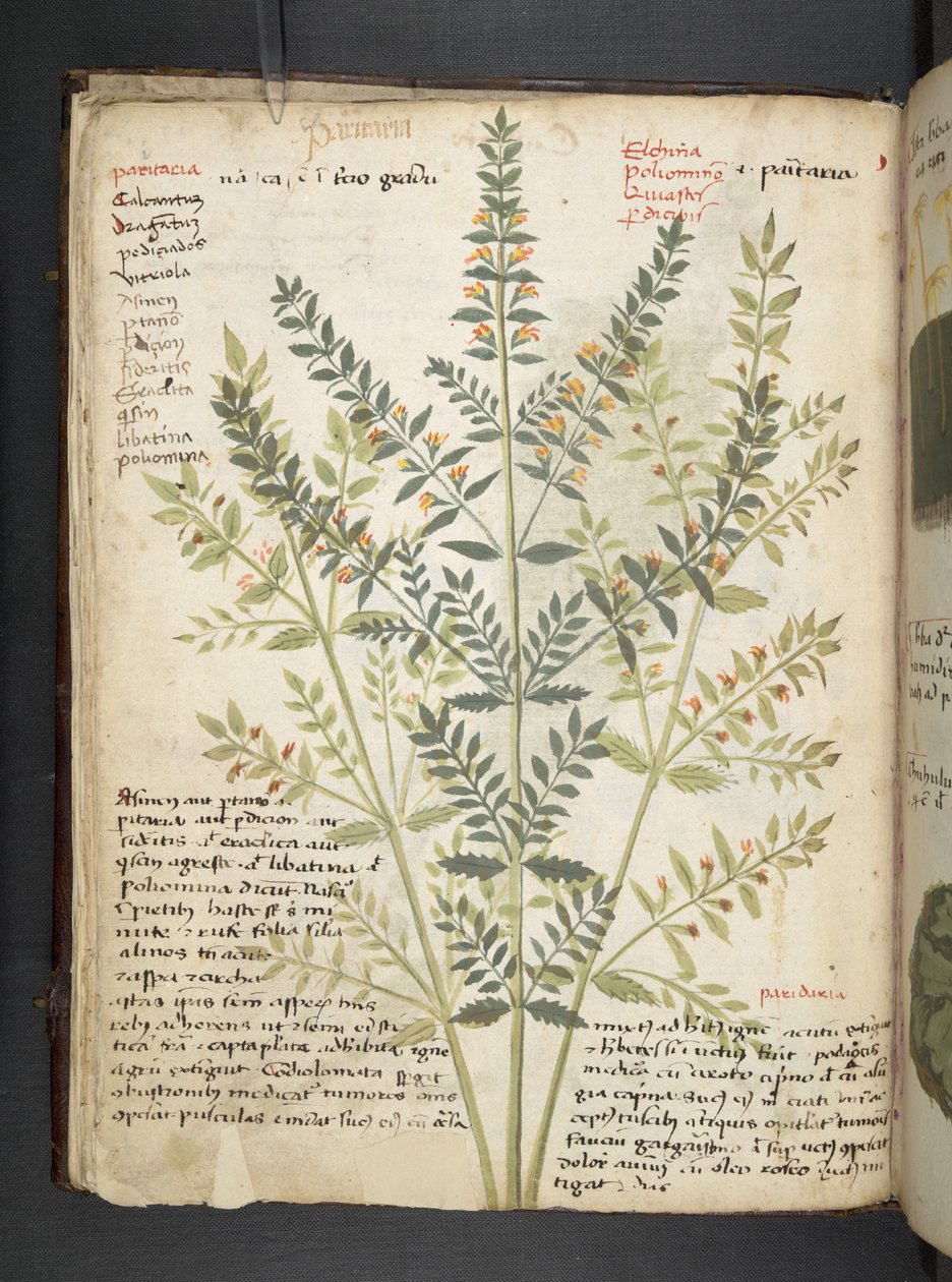 Legg til MS 41623 f.21v A herbal, Belluno (blekk og farge på vellum) av Italian School