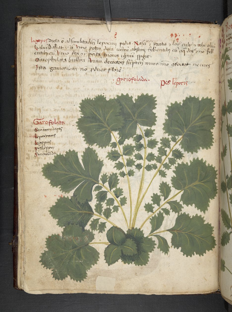 Legg til MS 41623 f.24v A herbal, Belluno (blekk og farge på vellum) av Italian School