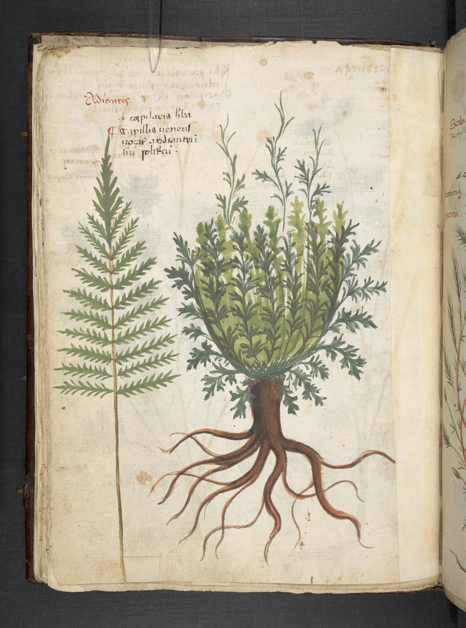 Legg til MS 41623 f.25v A herbal, Belluno (blekk og farge på vellum) av Italian School