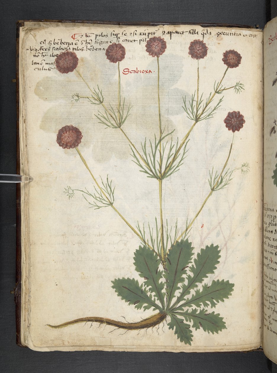 Legg til MS 41623 f.26v A herbal, Belluno (blekk og farge på vellum) av Italian School