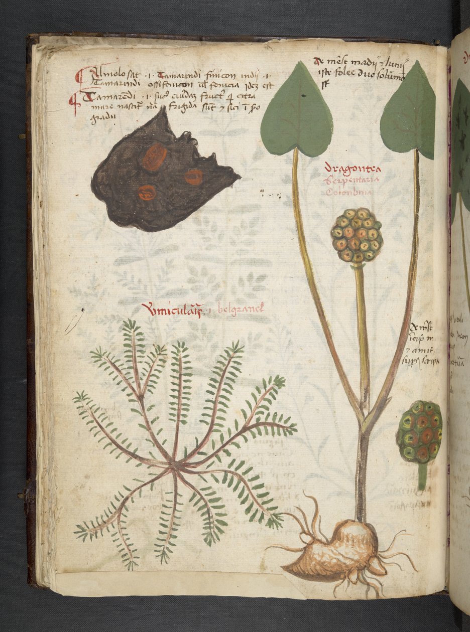 Legg til MS 41623 f.28v 