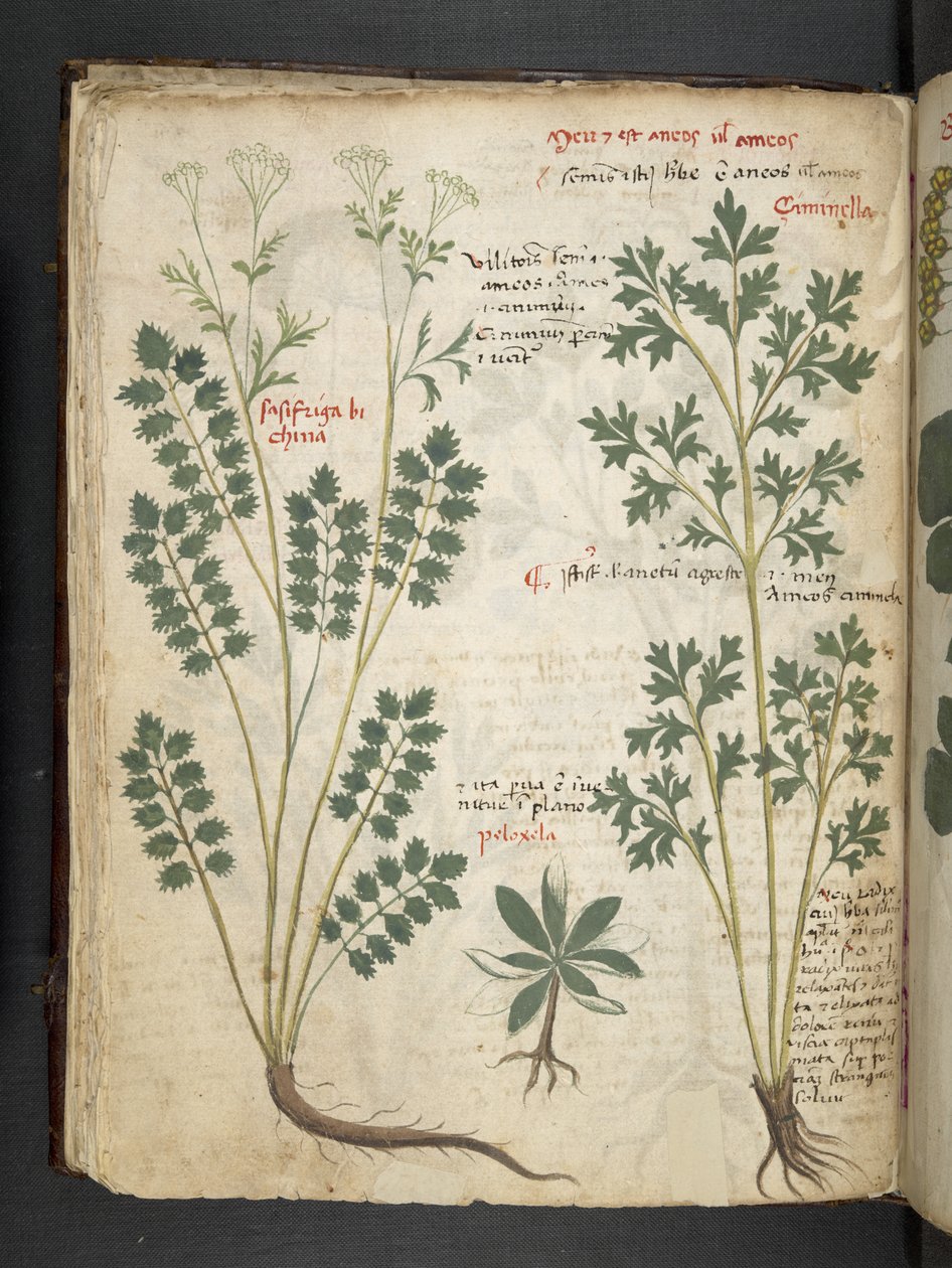 Legg til MS 41623 f.33v 