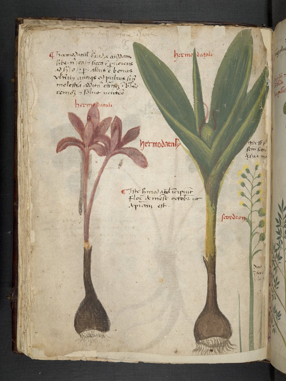 Legg til MS 41623 f.34v 