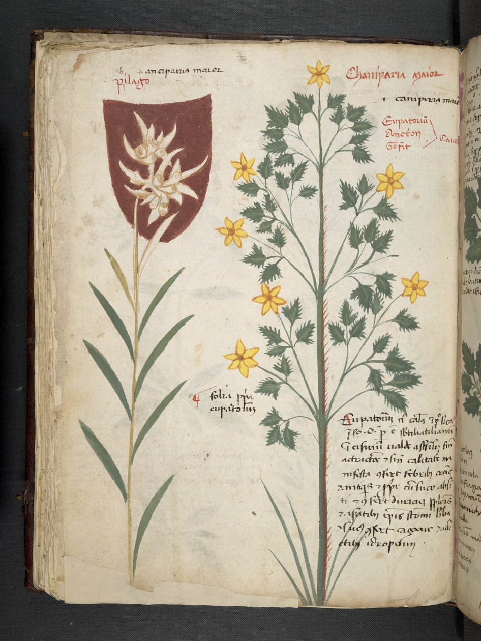 Legg til MS 41623 f.35v 