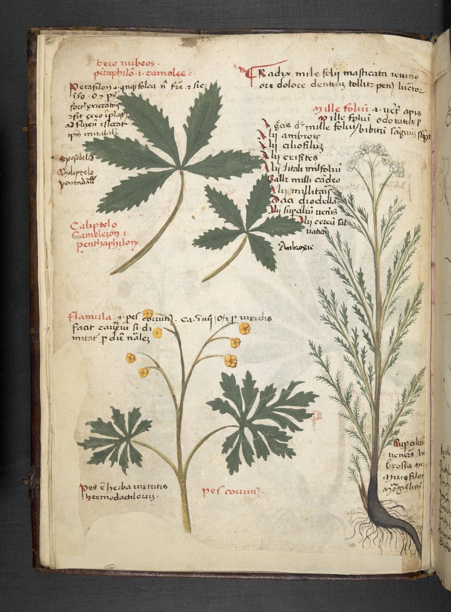 Legg til MS 41623 f.3v A herbal, Belluno (blekk og farge på vellum) av Italian School