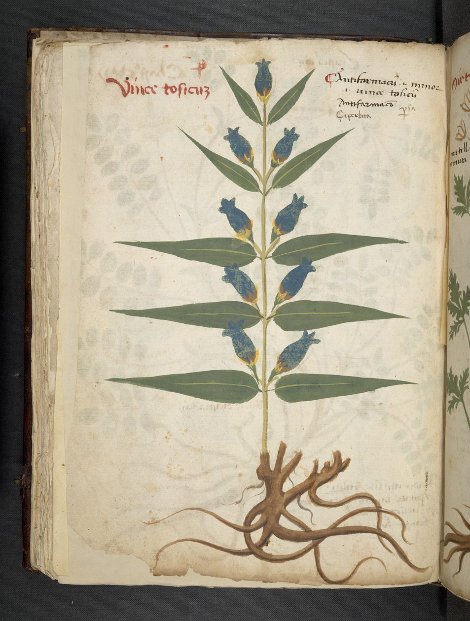 Legg til MS 41623 f.41v 