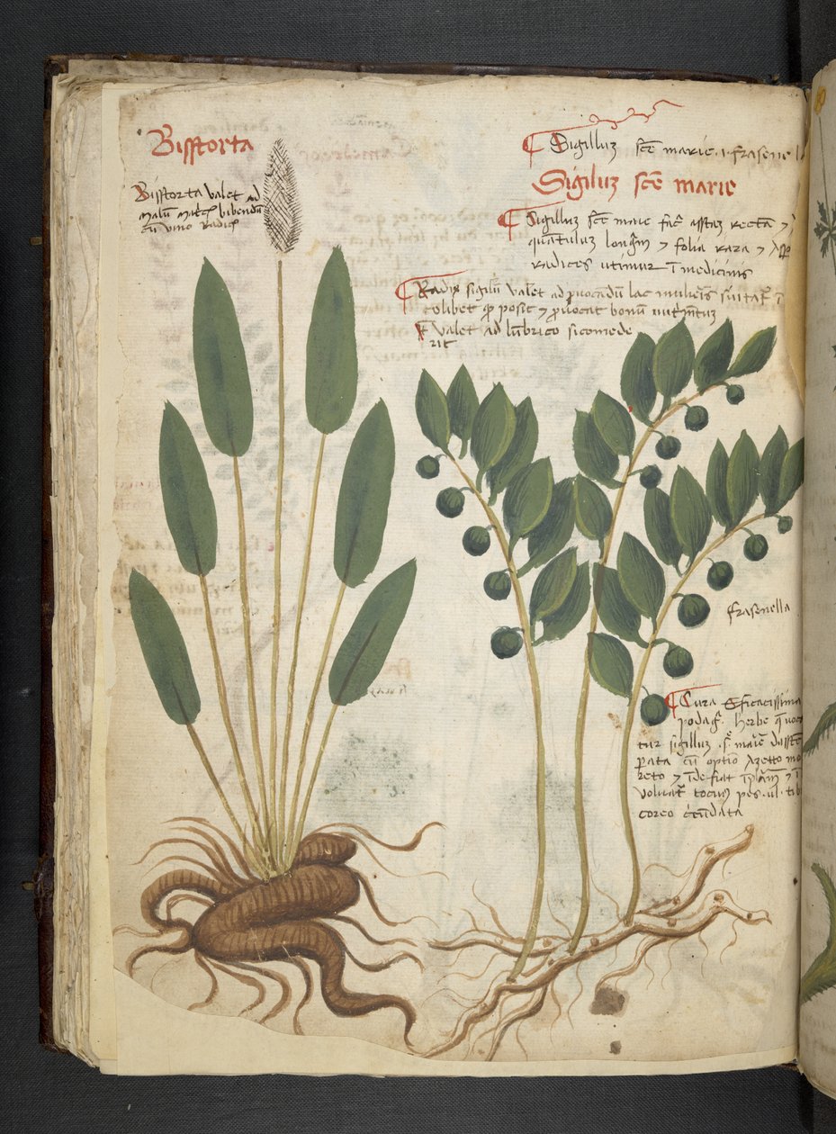 Legg til MS 41623 f.42v 