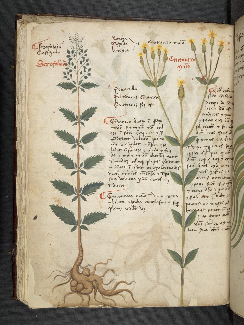Legg til MS 41623 f.48v 