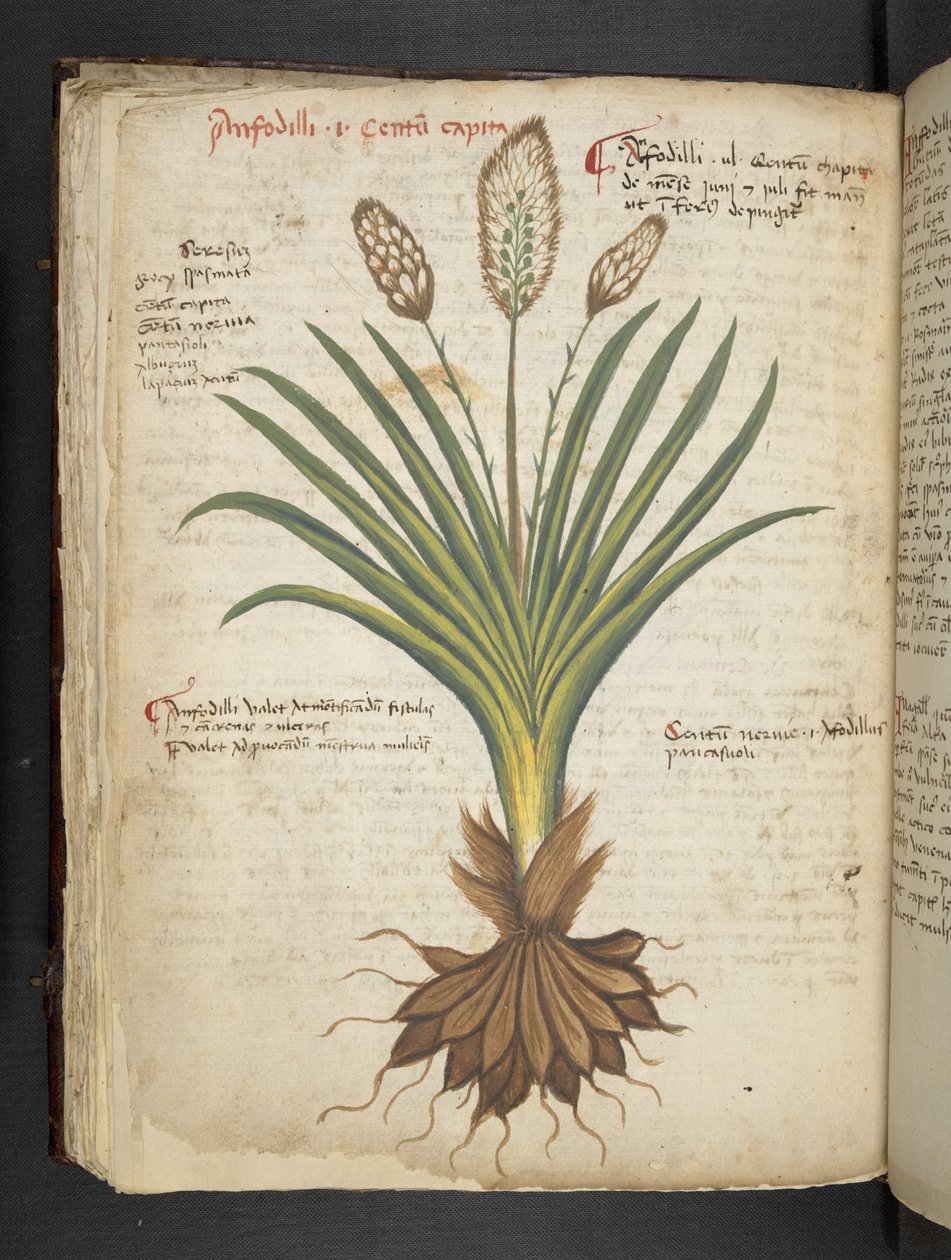 Legg til MS 41623 f.50v 