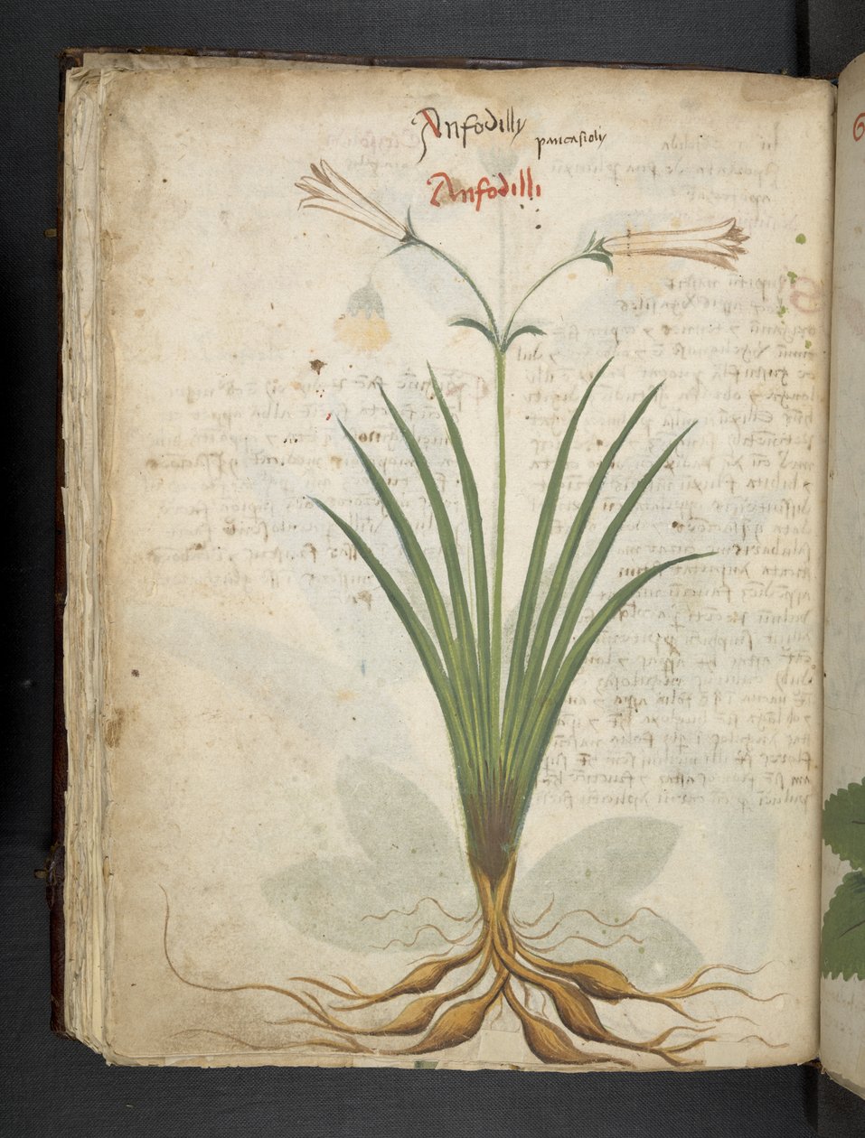 Legg til MS 41623 f.64v 