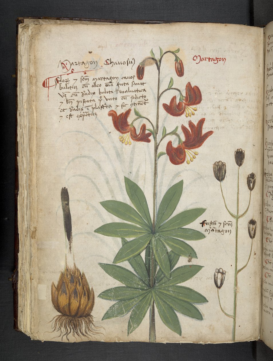 Legg til MS 41623 f.66v 