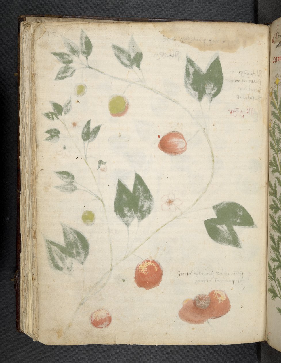 Legg til MS 41623 f.70v 
