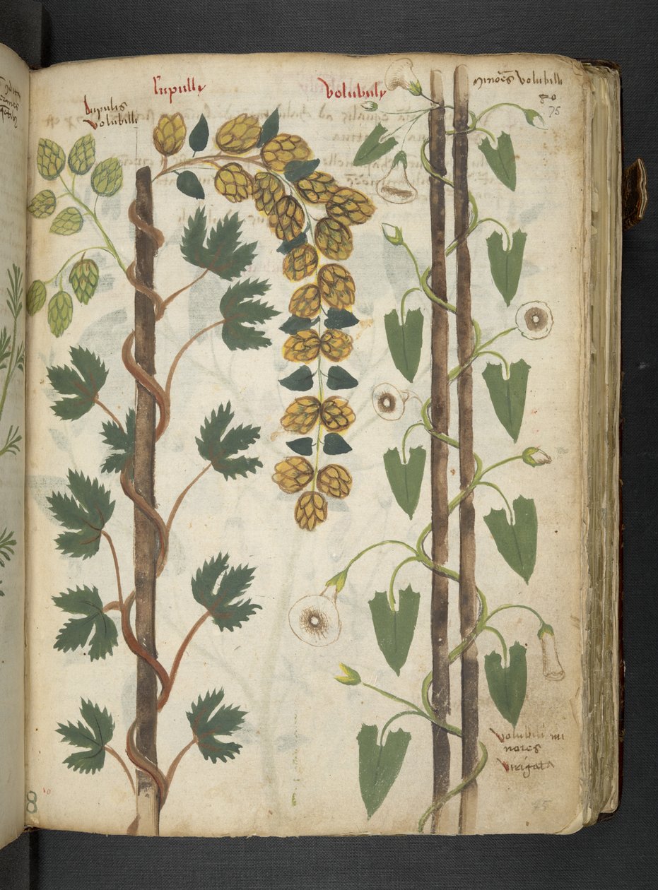 Legg til MS 41623 f.75r 