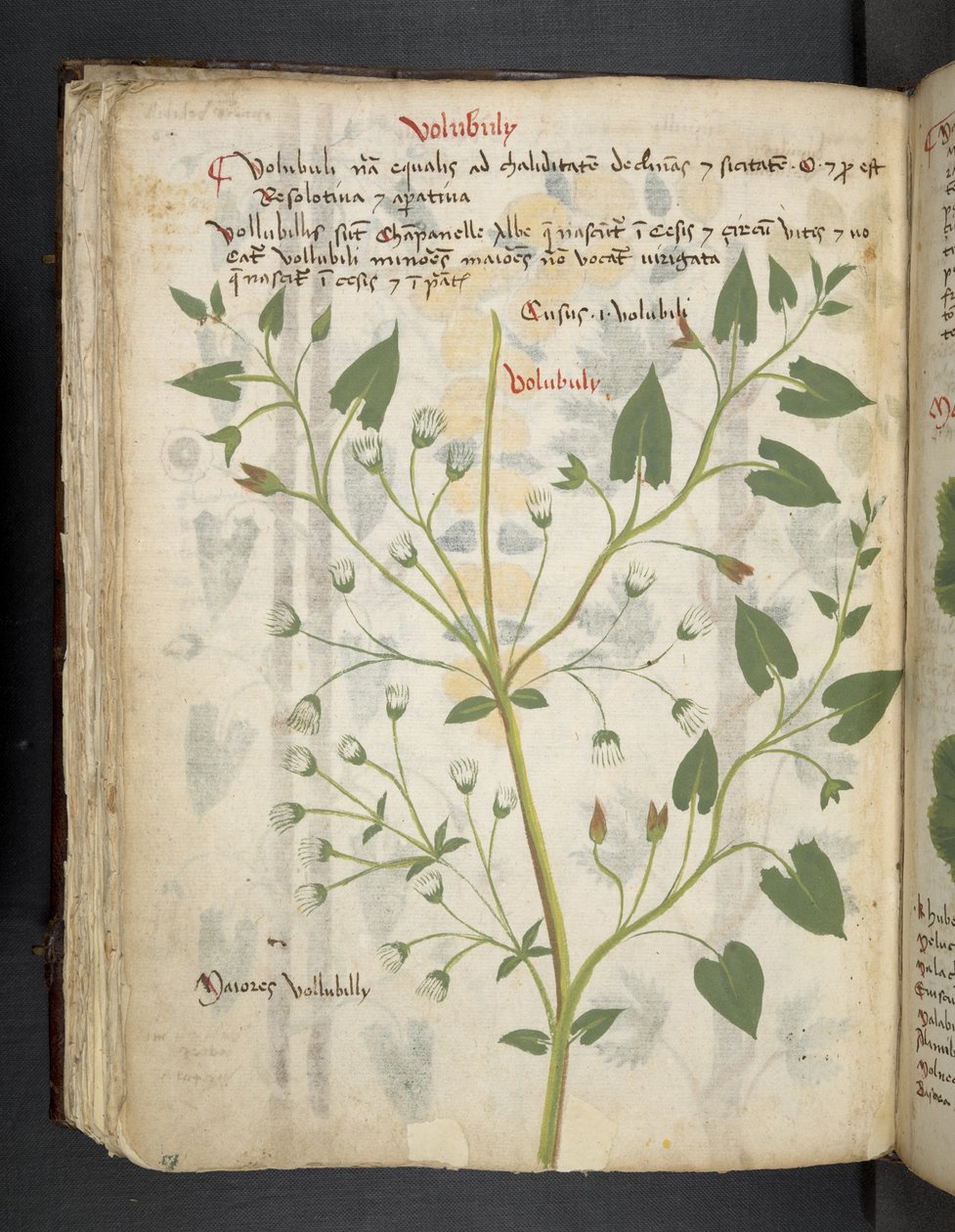 Legg til MS 41623 f.75v 