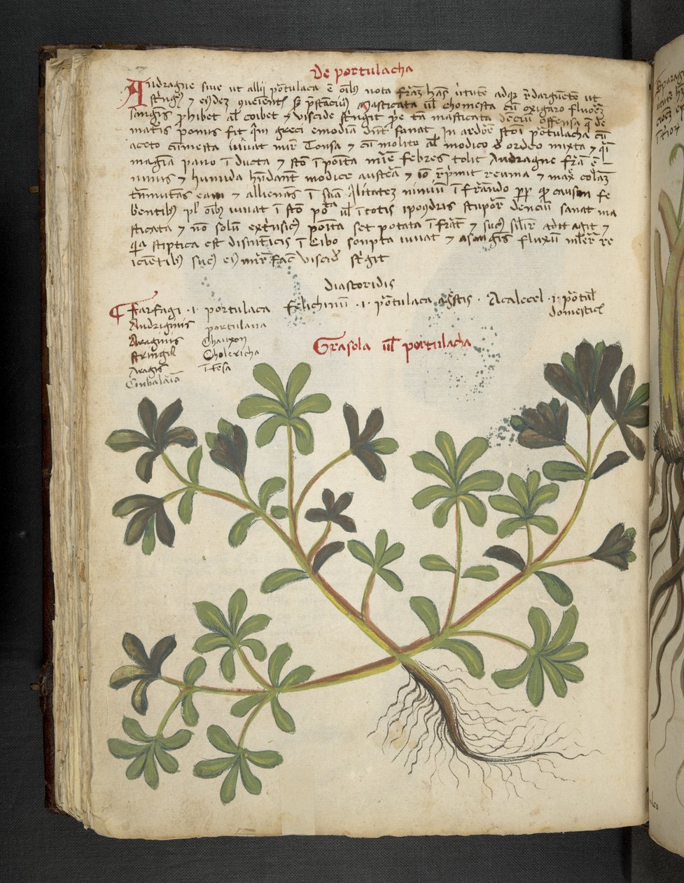 Legg til MS 41623 f.81v De Portulaca, fra 
