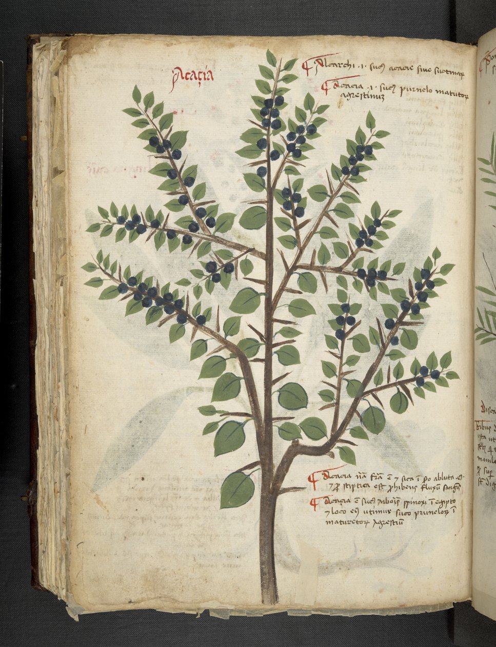 Legg til MS 41623 f.95v 