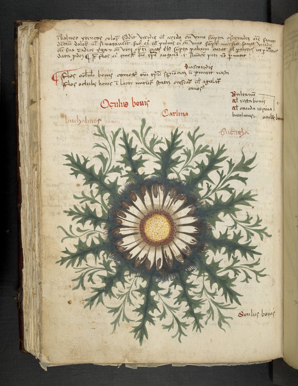 Legg til MS 41623 f.97v Carlina, fra 