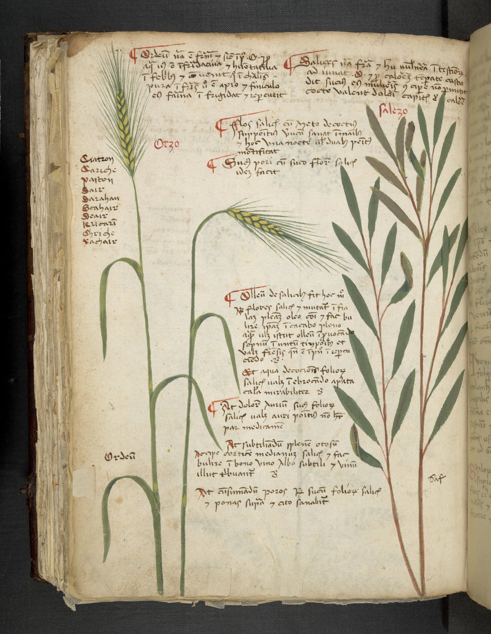Legg til MS 41623 f.98v Orzo, fra 