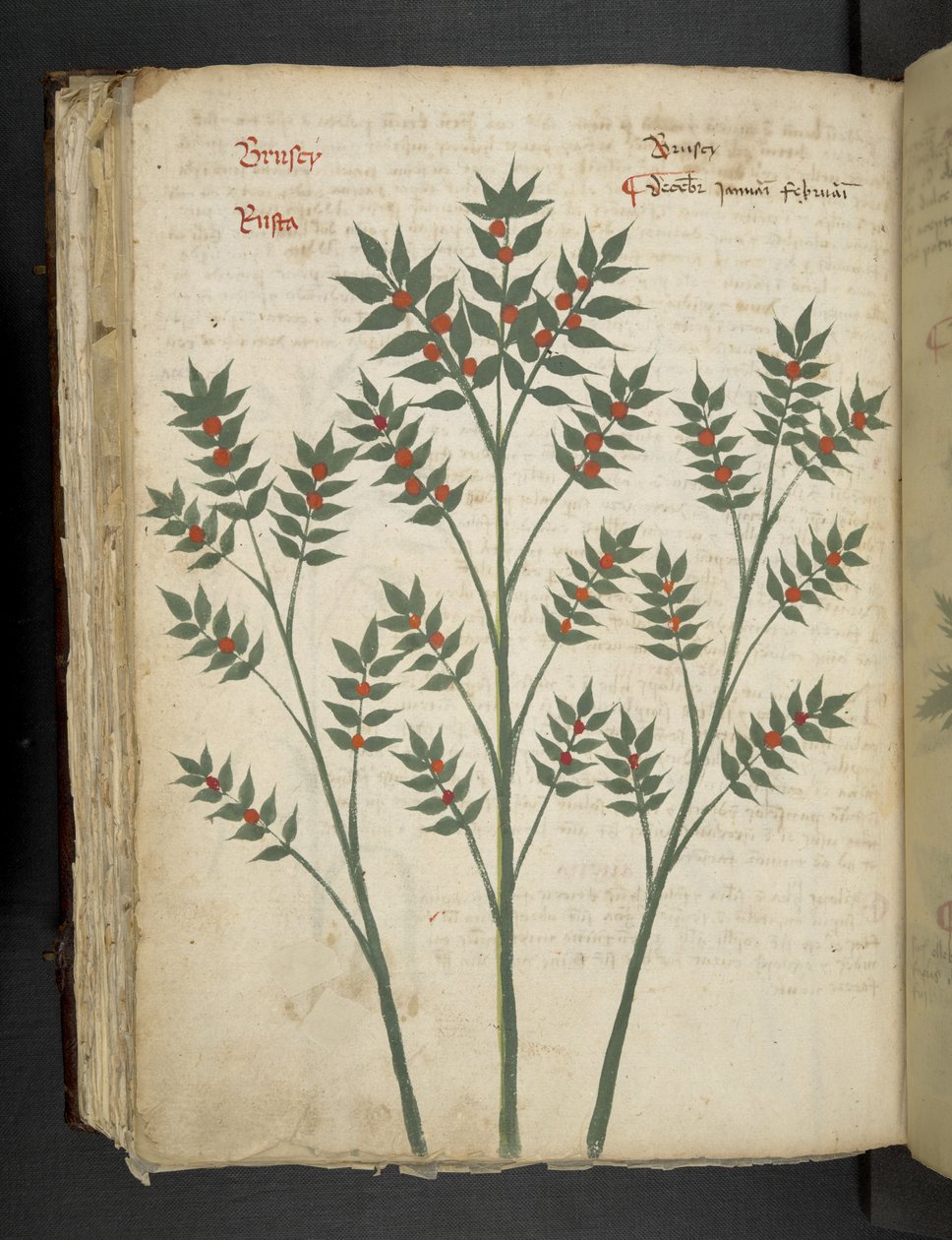 Legg til MS 41623 f.99v 