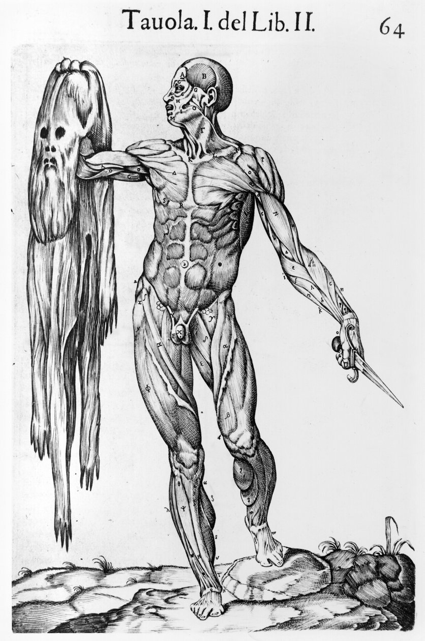 Anatomical Study, plate 64, illustrasjon fra Anatomia del corpo humano av Juan de Valverde (c.1525-c.1587) Roma, 1560 av Italian School